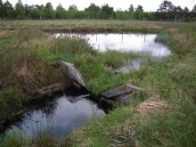 Adaptacja lasów do zmian klimatu na nizinach