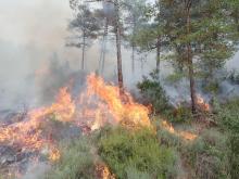 akcja bezpośrednia w ochronie przeciwpożarowej lasów